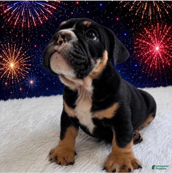 English Bulldog dogs Bruno_Male - Ad 2