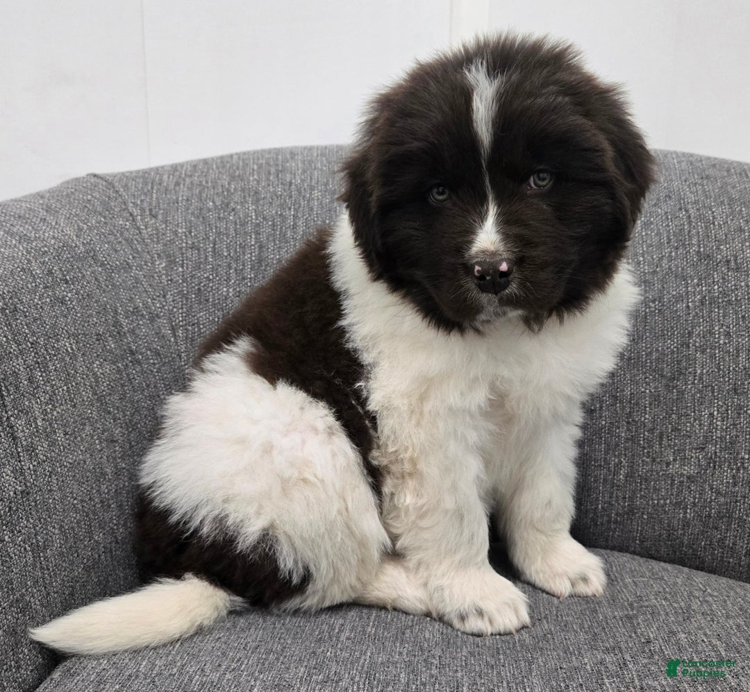 Newfoundland dogs for sale: Barney  - Ad 10