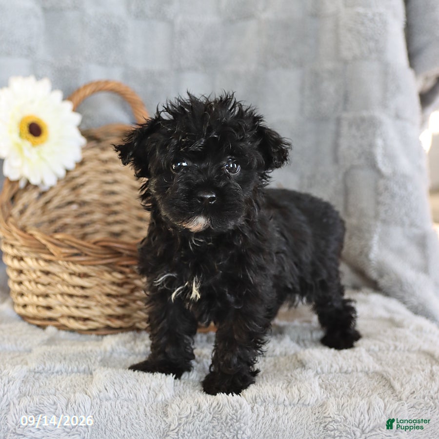 Yorkiepoo dogs Lolipop - Ad 1