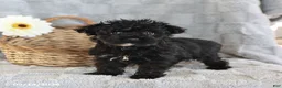 Yorkiepoo dogs for sale: Lolipop - Ad 1