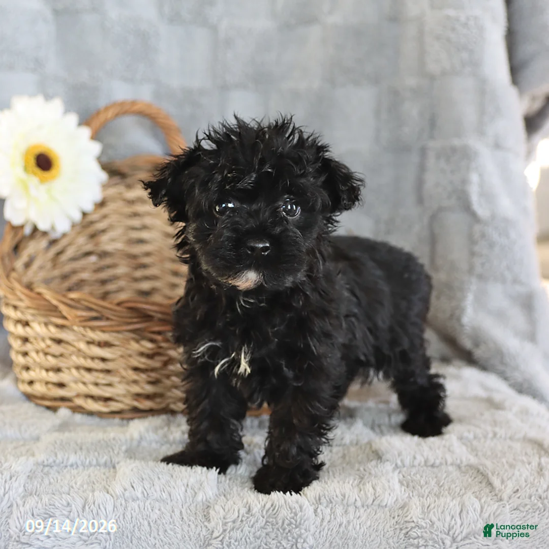 Yorkiepoo dogs for sale: Lolipop - Ad 1