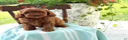 Miniature Poodle dogs for sale: Toffee - Ad 5