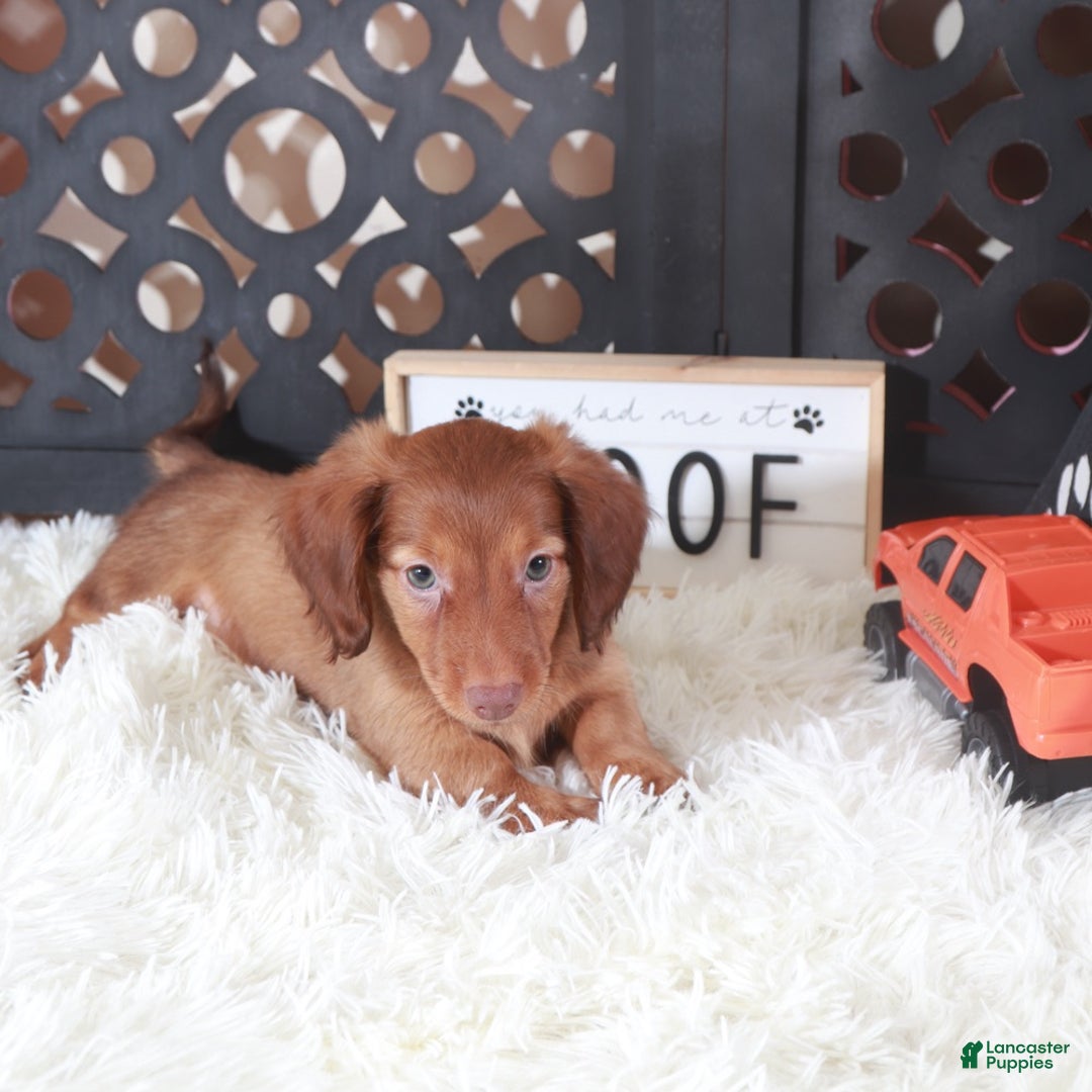 Miniature Dachshund dogs for sale: Miniature Dachshund Lola - Ad 6