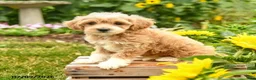 Maltipoo dogs for sale: Love  - Ad 2