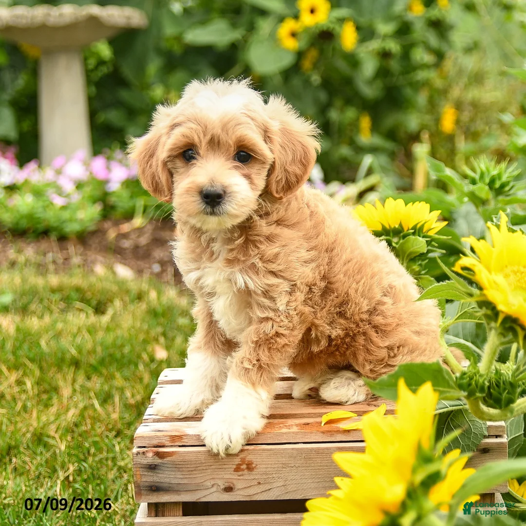 Maltipoo dogs for sale: Love  - Ad 2