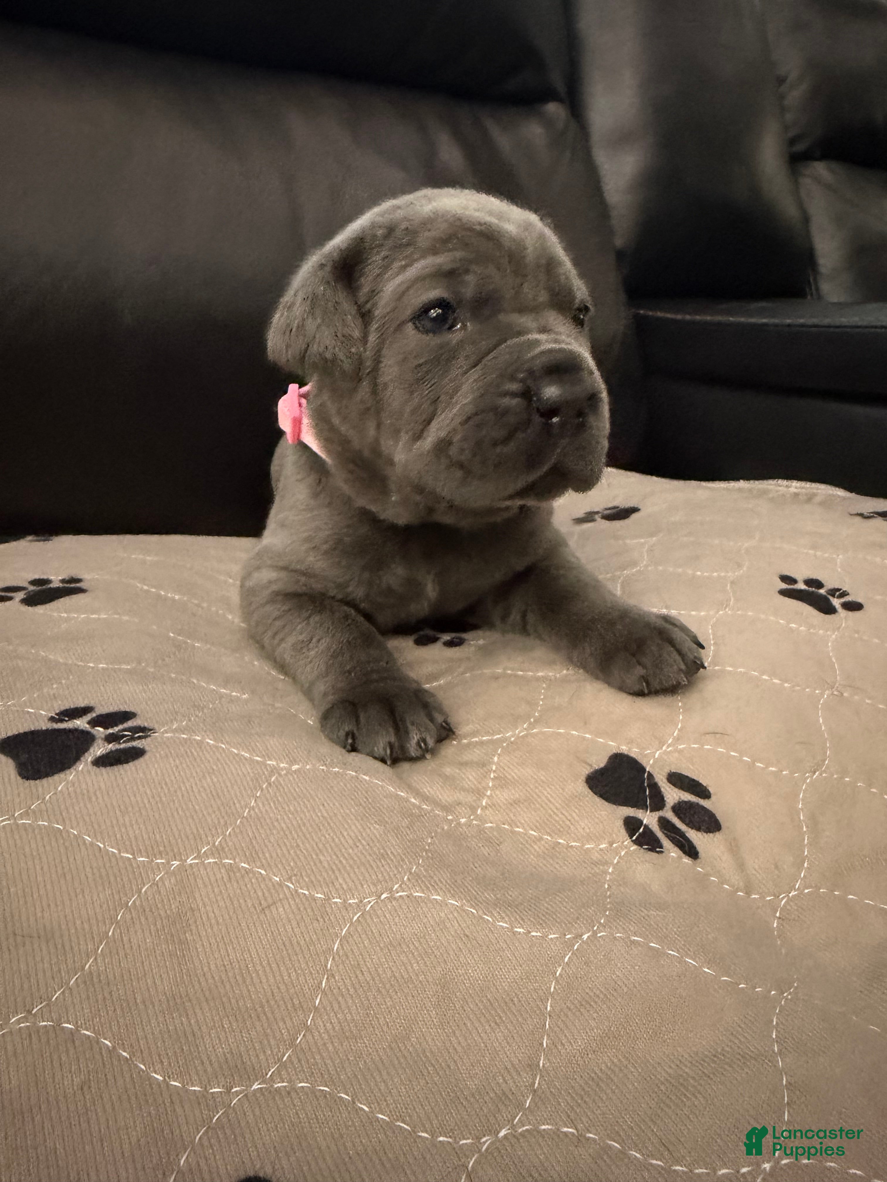 Cane Corso dogs Light Pink Collar - Janice  - Ad 1