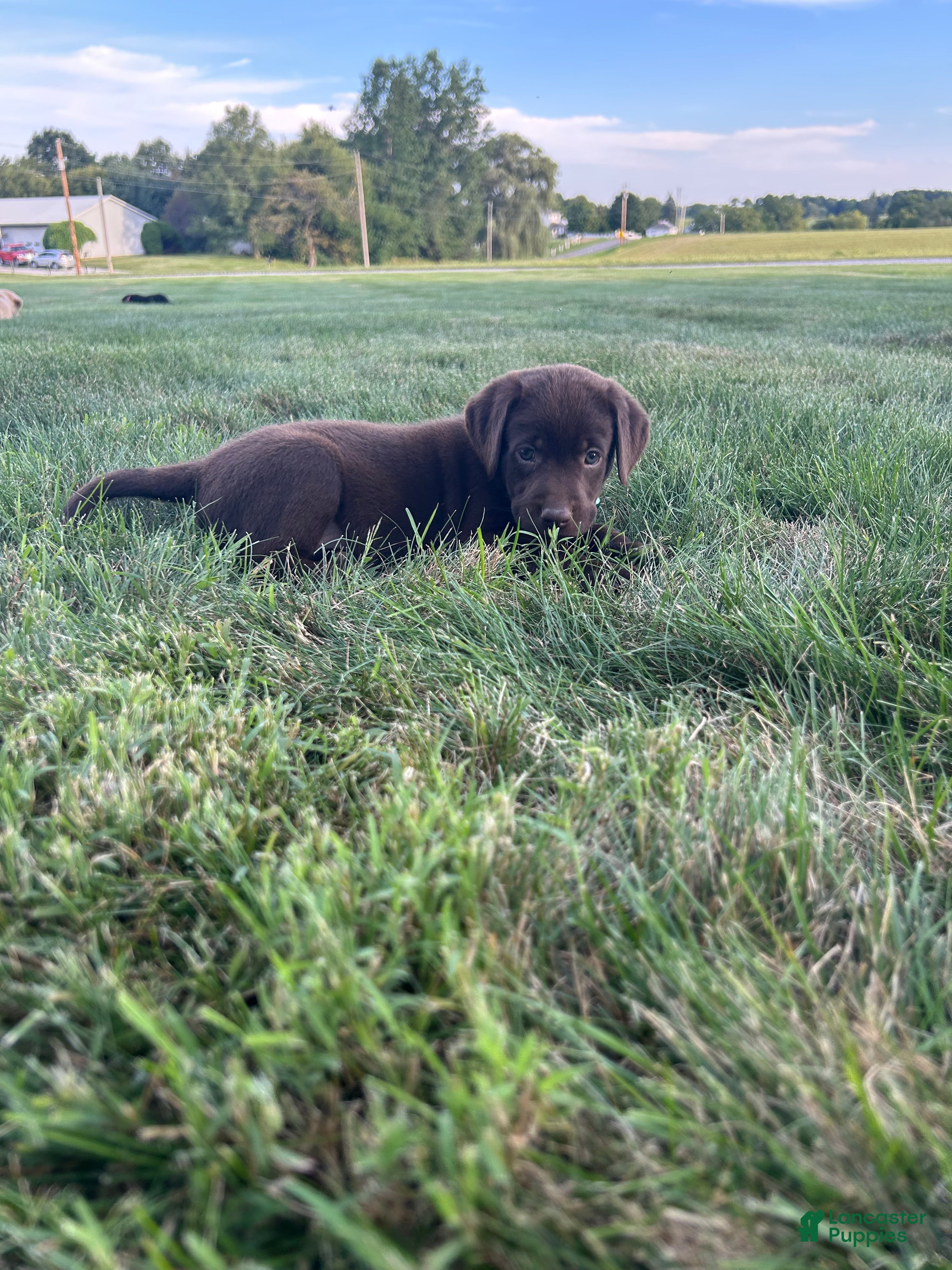Labrador Retriever dogs Mable - Ad 2
