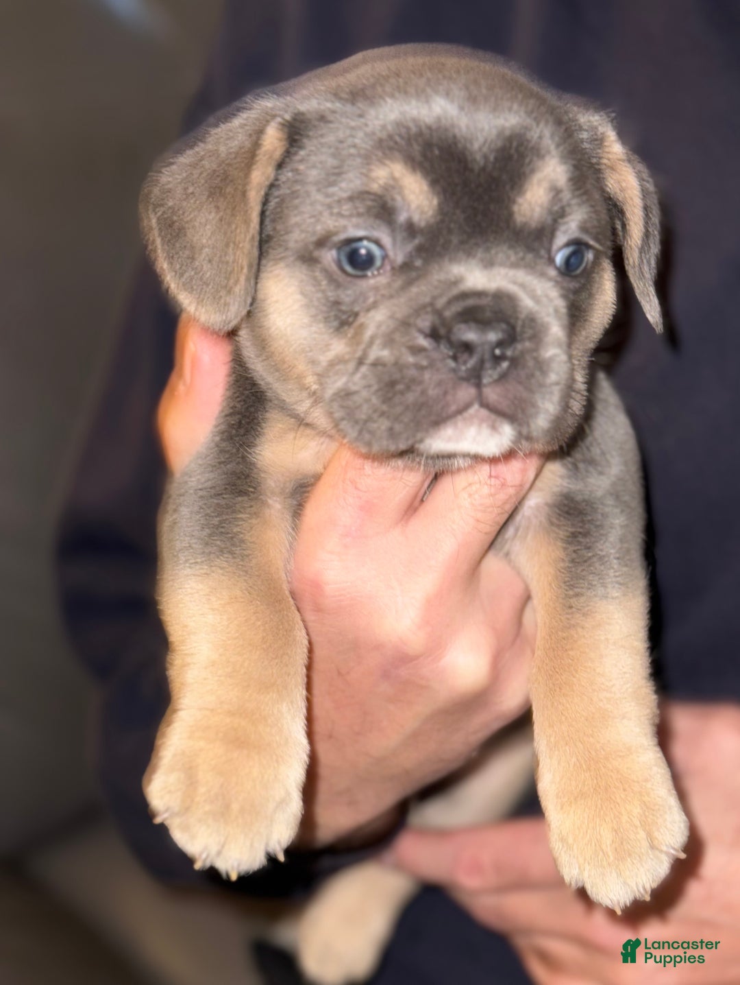 French Bulldog dogs for sale: French Bulldog Puppy 2 - Ad 2