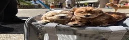 Maltipoo dogs for sale: Goldie - Ad 9