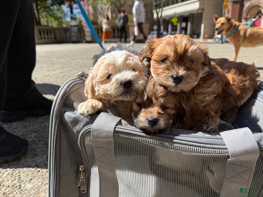 Maltipoo dogs for sale: Goldie - Ad 9