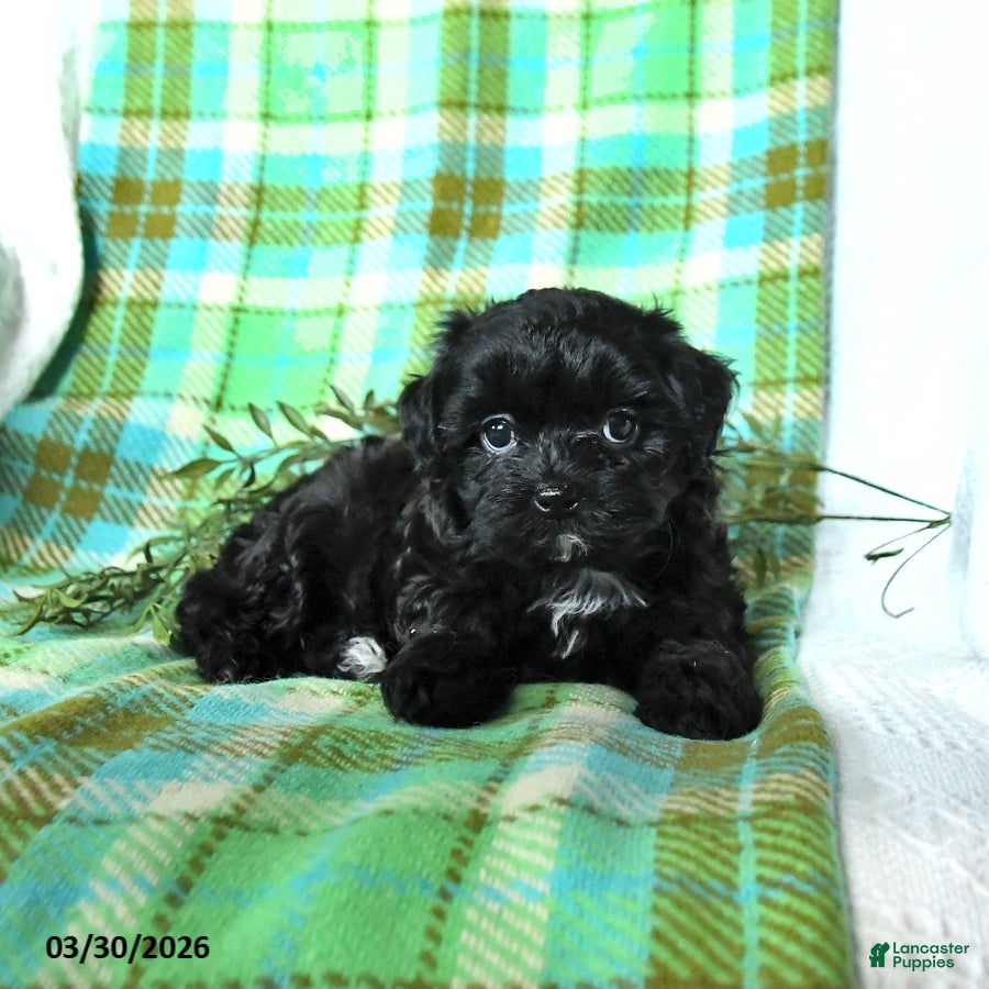 Shihpoo dogs Toby - Ad 1
