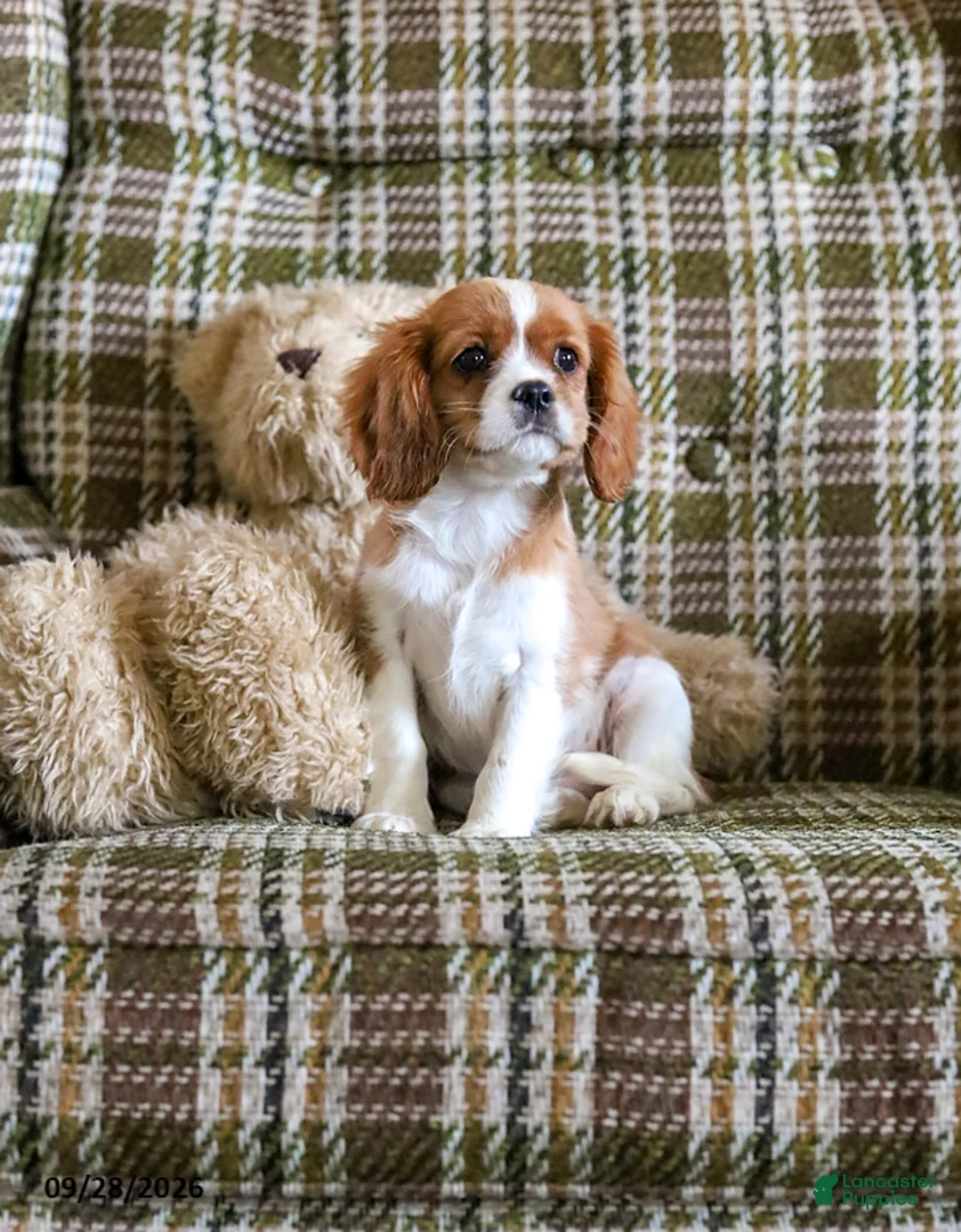 Cavalier King Charles Spaniel dogs for sale: Lilly - Ad 2
