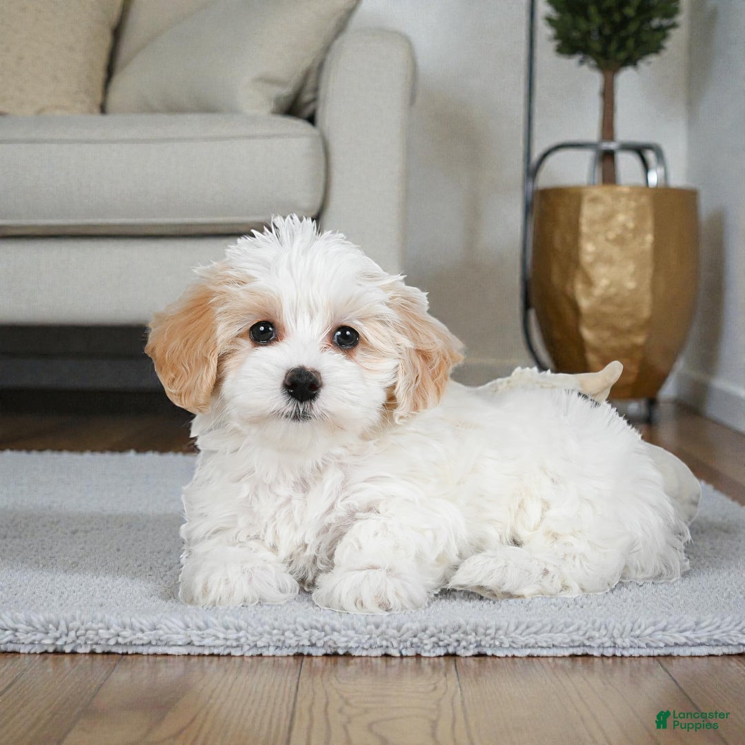 Maltipoo dogs for sale: Bessy - Ad 2