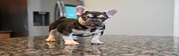 French Bulldog dogs for sale: Carmen  - Ad 2