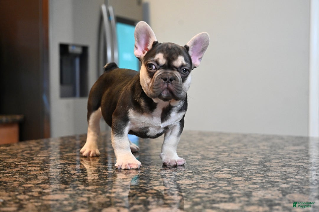 French Bulldog dogs for sale: Carmen  - Ad 2