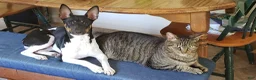 Rat Terrier dogs for sale: Tasha *Updated photos* - Ad 10