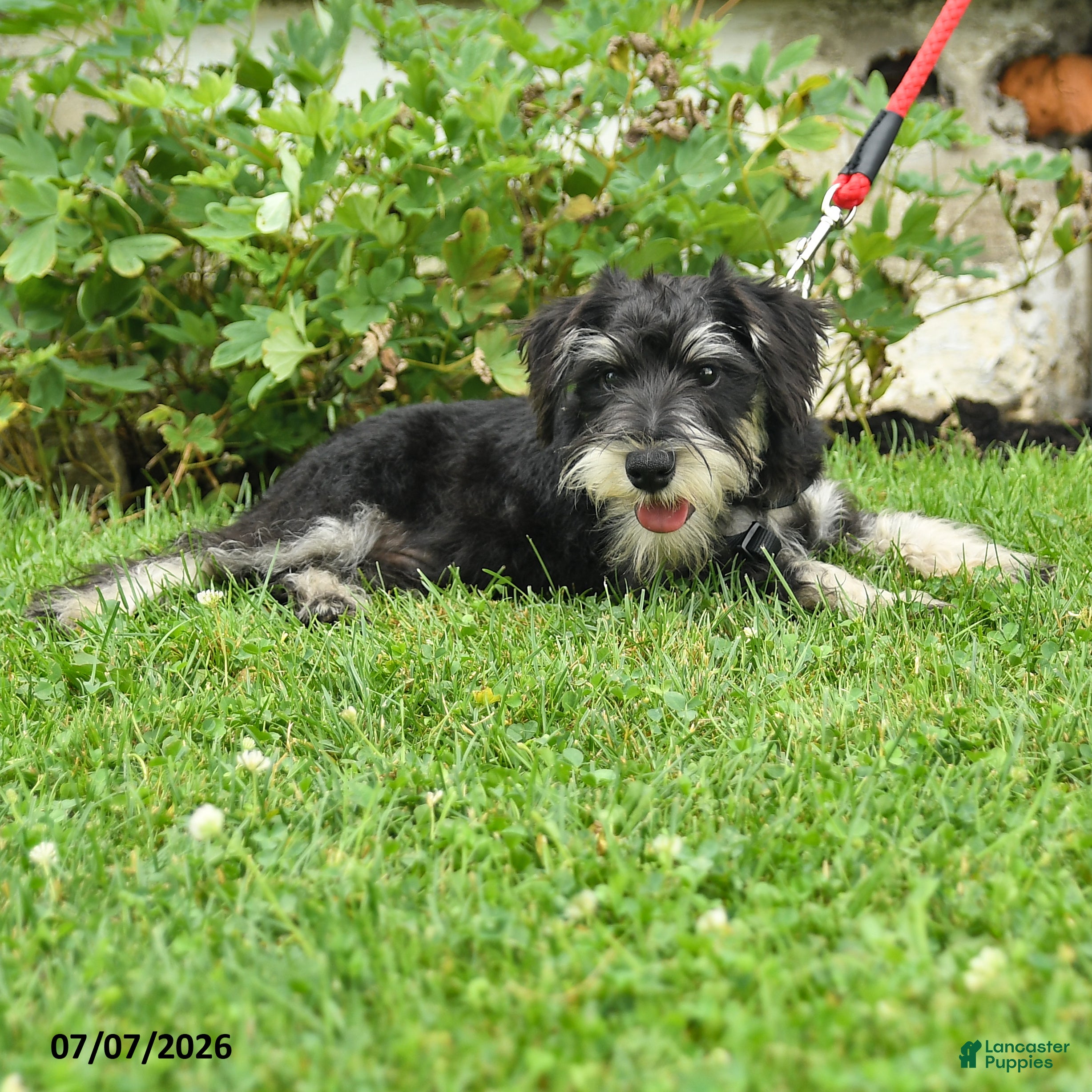 Miniature Schnauzer dogs Gavin - Ad 1
