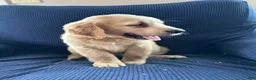 Mixed Breed dogs for sale: Mixed Breed Puppy 1 blue collar - Ad 3