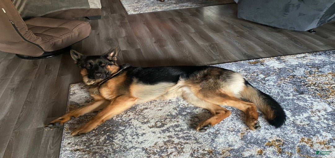 Gallery Image {{count}}