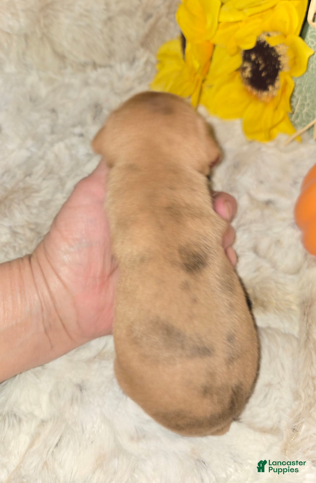 Miniature Pinscher dogs for sale: Dylan, stag chocolate merle - Ad 8