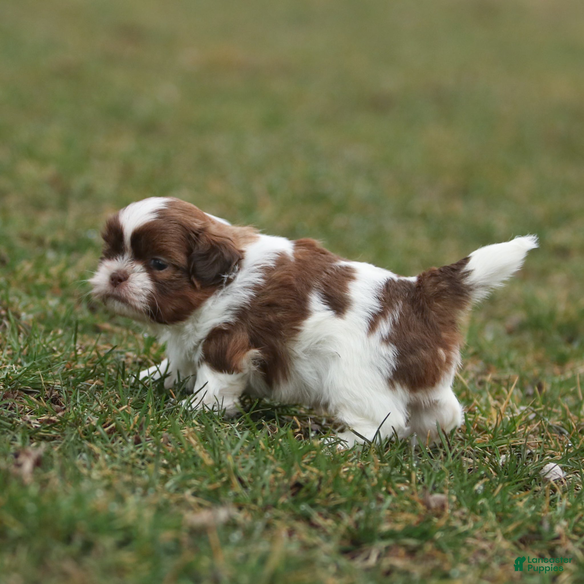 Shih Tzu dogs Buddy Shih Tzu Puppy  - Ad 2