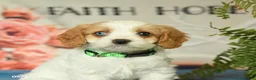 Cavapoo dogs for sale: Molly - Ad 5