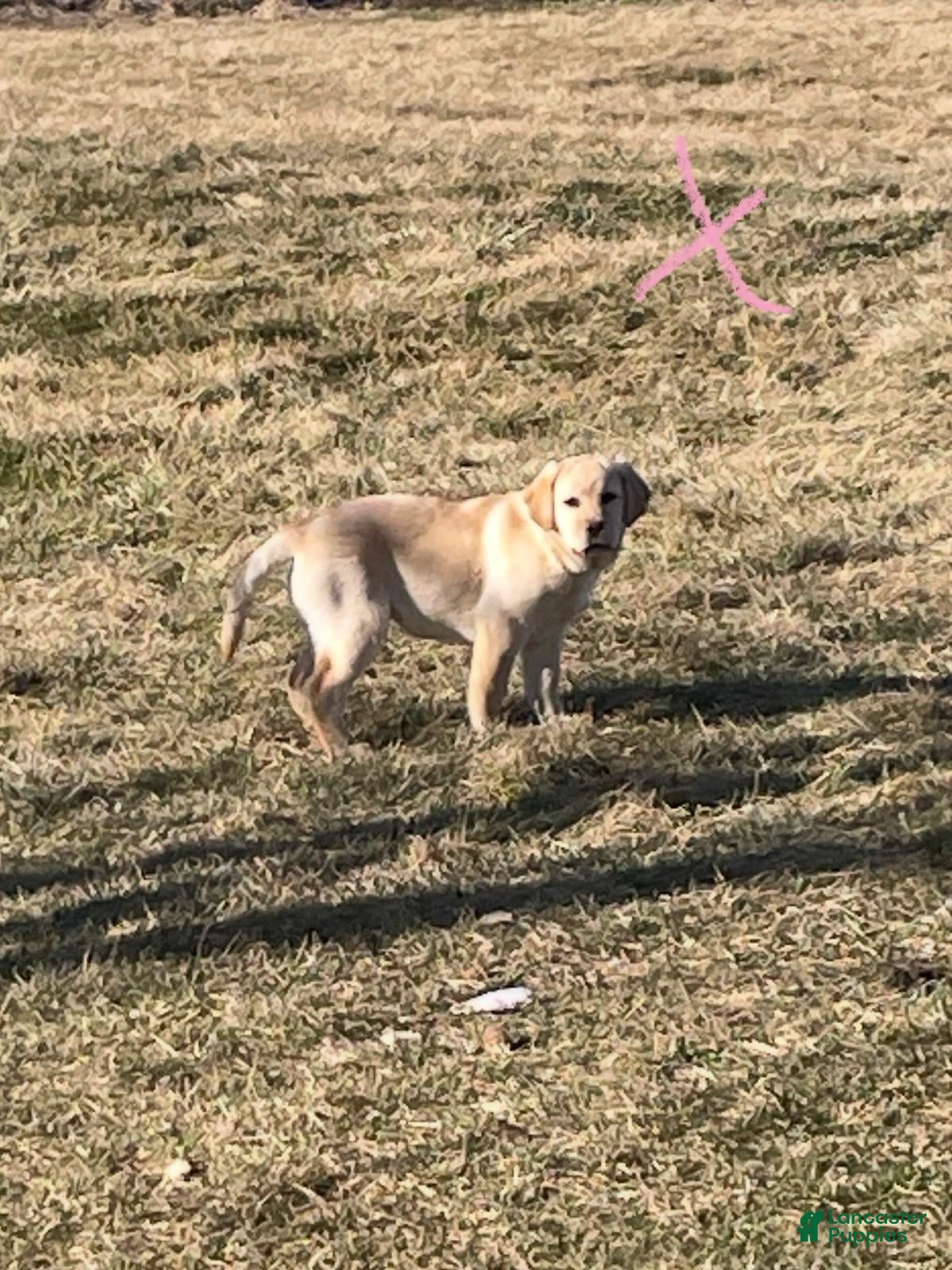 Labrador Retriever dogs for sale: Labrador Retriever Puppy 2 - Ad 3