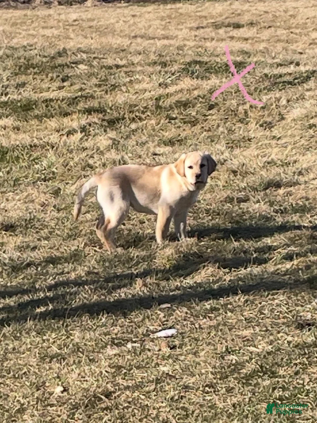 Labrador Retriever dogs for sale: Labrador Retriever Puppy 2 - Ad 1