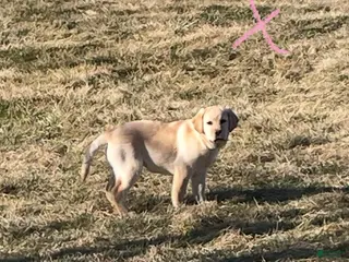 Labrador Retriever dogs for sale: Labrador Retriever Puppy 2 - Ad 3