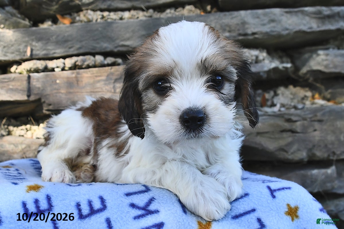 Cavachon dogs for sale: Ricky   - Ad 1