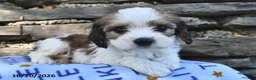 Cavachon dogs for sale: Ricky   - Ad 1