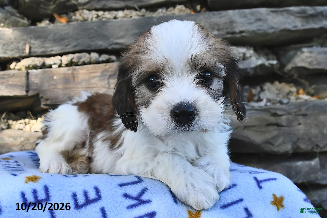 Cavachon dogs for sale: Ricky   - Ad 1
