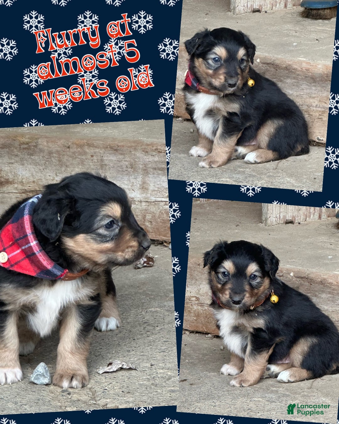 Miniature Australian Shepherd dogs for sale: Flurry - Ad 5