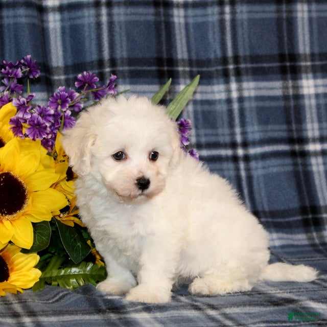Bichon Frise dogs Fabio - Ad 2