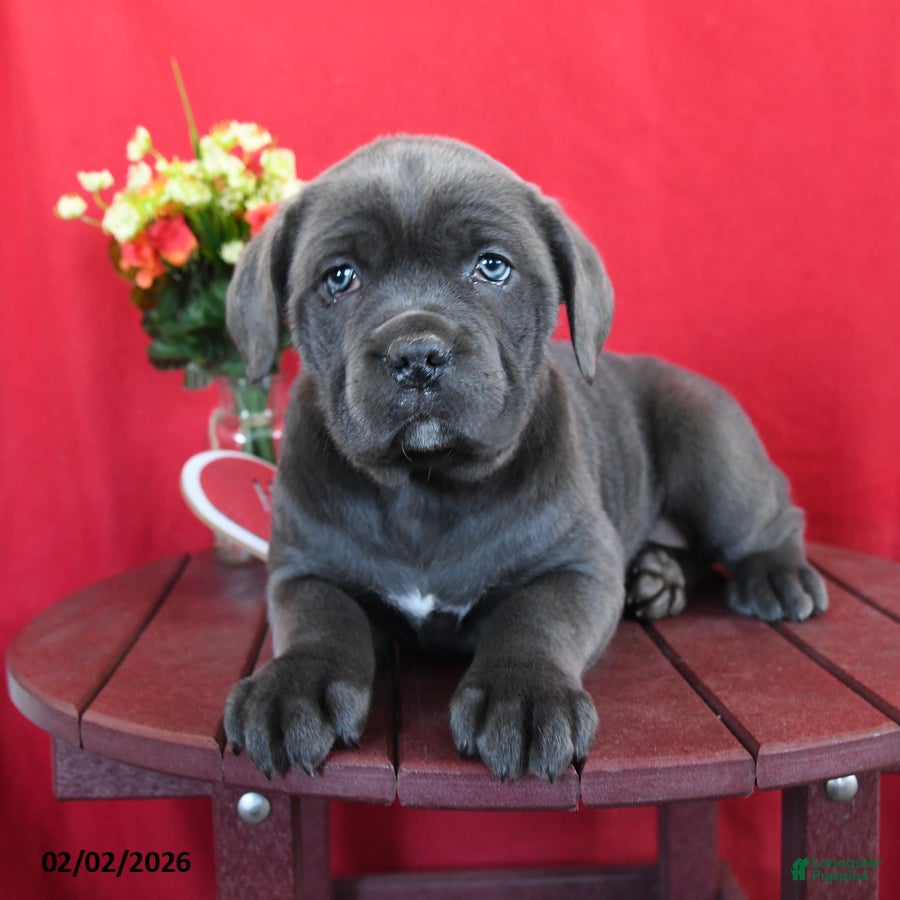Cane Corso dogs Sarah - Ad 23
