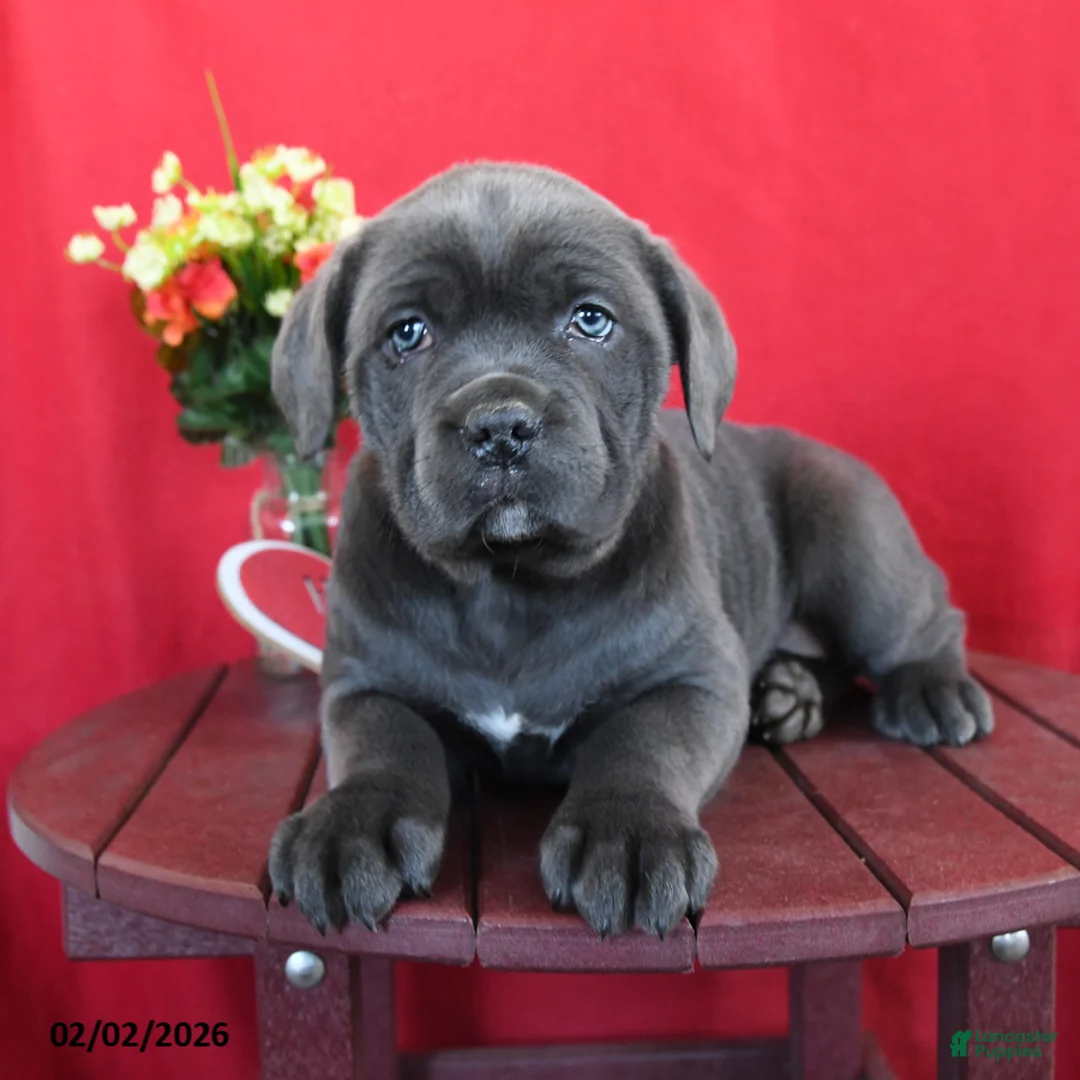 Cane Corso dogs for sale: Sarah - Ad 1