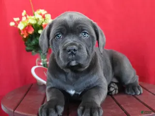 Cane Corso dogs Sarah - Ad 23