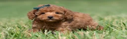 Maltipoo dogs for sale: Putt Putt F1 - Ad 1