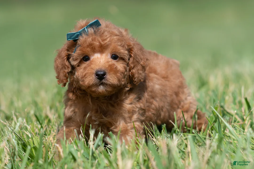 Maltipoo dogs for sale: Putt Putt F1 - Ad 1