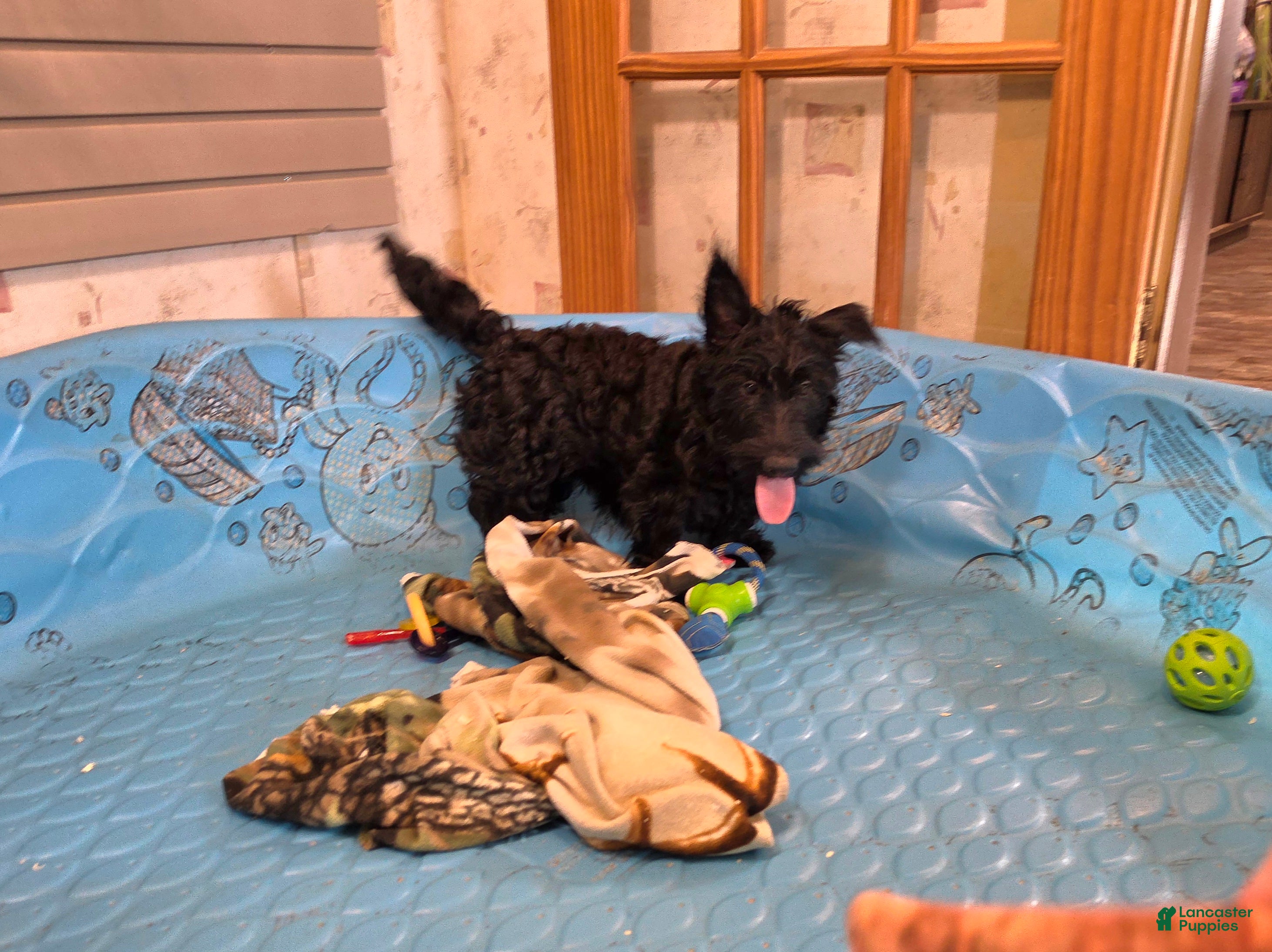 Scottish Terrier dogs Shelly - Ad 2