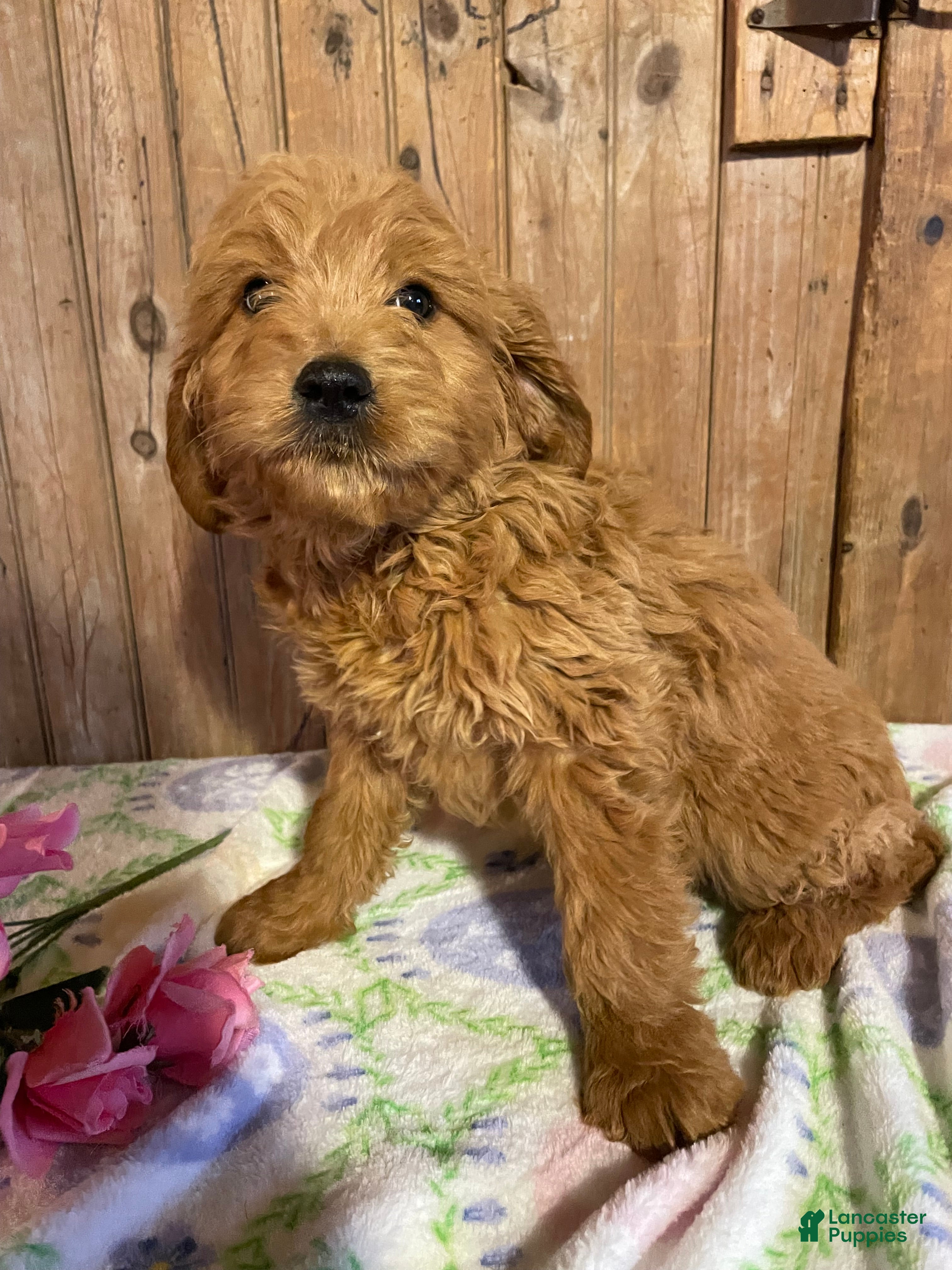 Mini Goldendoodle dogs Howard - Ad 33