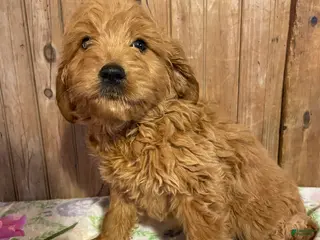 Mini Goldendoodle dogs Howard - Ad 33