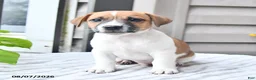 Jack Russell Terrier dogs for sale: Cookie - Ad 4