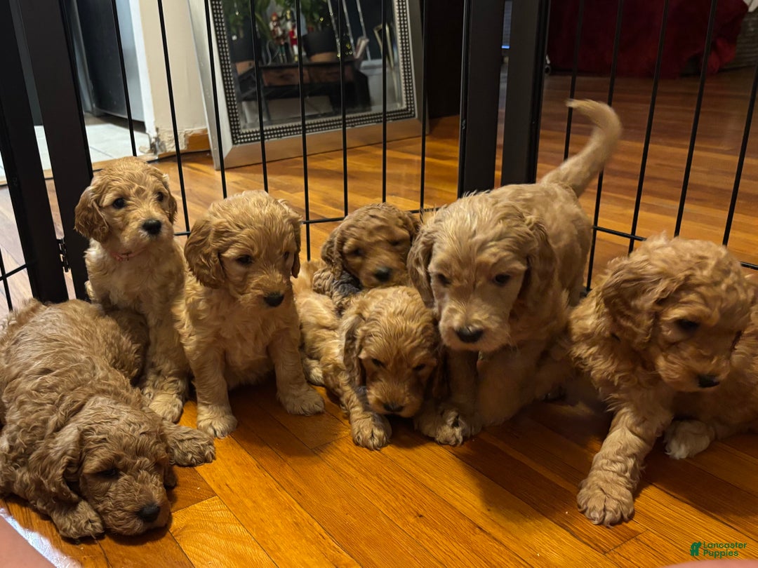 Goldendoodle dogs for sale: Goldendoodle Puppy 4 - Ad 3