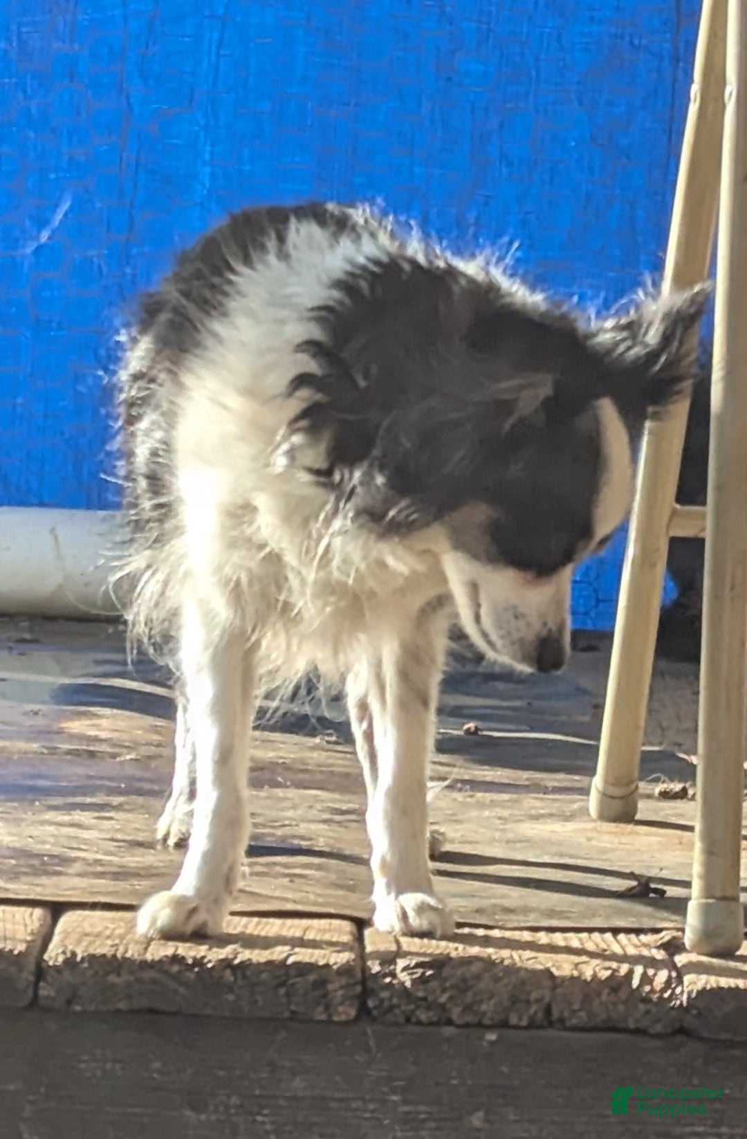 Australian Shepherd dogs for sale: NESSIE - Ad 5