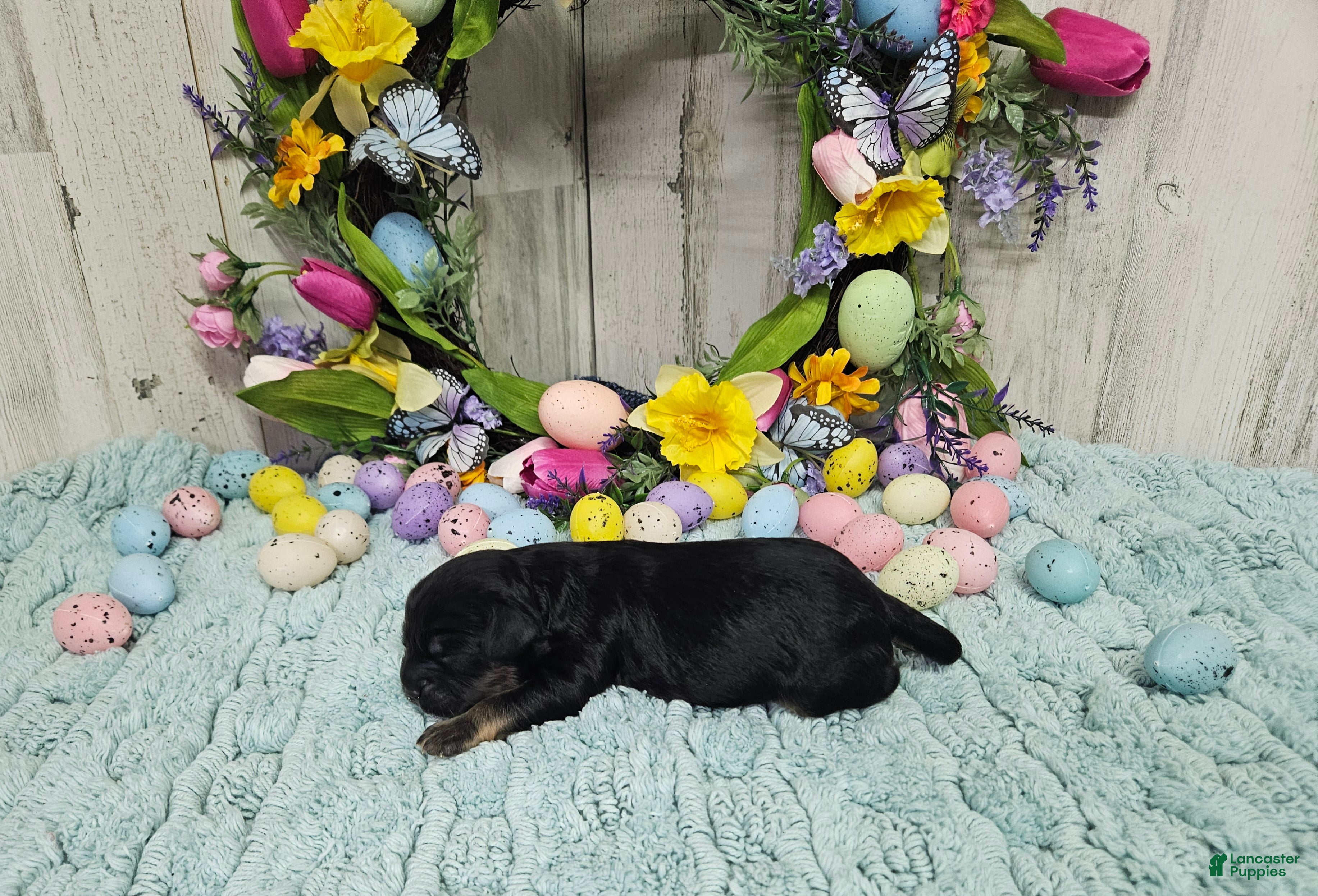 Cavapoo dogs F1 Rainy - Ad 15