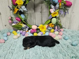 Cavapoo dogs F1 Rainy - Ad 30