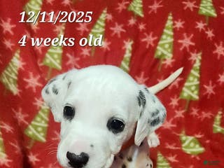 Dalmatian dogs Dalmatian Puppy 6 - Ad 7