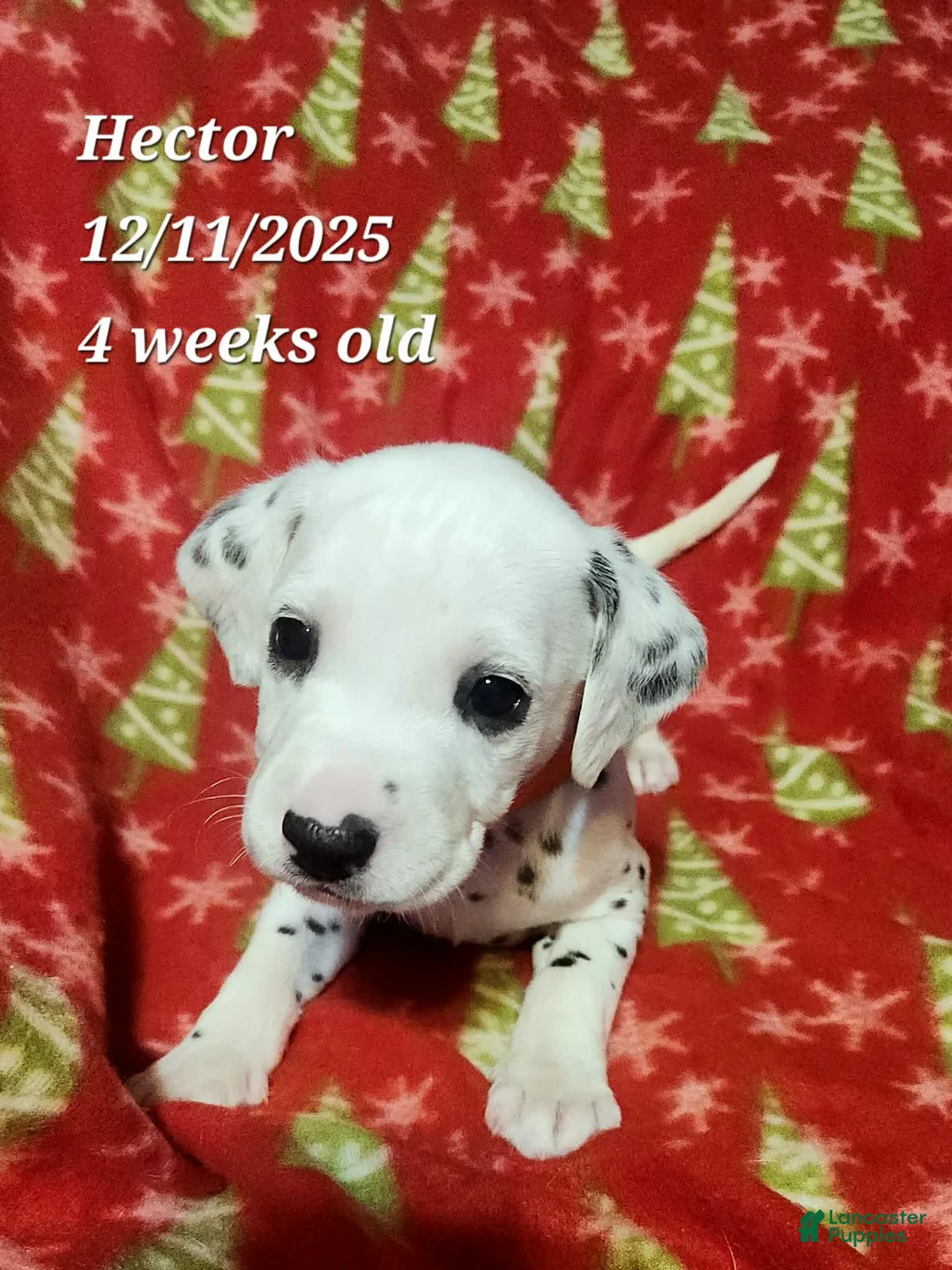 Dalmatian dogs for sale: Hector - Ad 1
