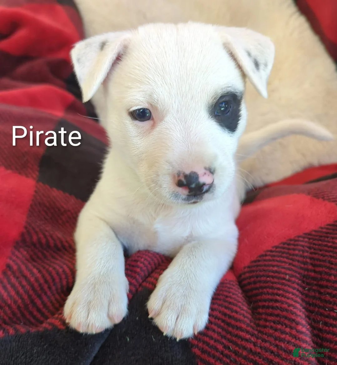 Mixed Breed dogs for sale: Mixed Breed 1 - Ad 2